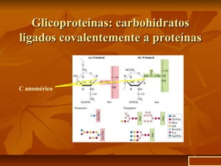 C anomérico
Glicoproteínas: carbohidratosGlicoproteínas: carbohidratos
ligados covalentemente a proteínasligados covalentemente a proteínas
ir a inicio
 
