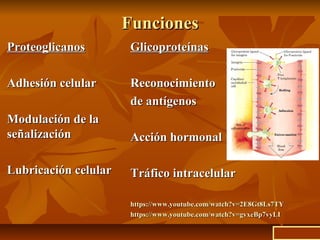 FuncionesFunciones
ProteoglicanosProteoglicanos
Adhesión celularAdhesión celular
Modulación de laModulación de la
señalizaciónseñalización
Lubricación celularLubricación celular
GlicoproteínasGlicoproteínas
ReconocimientoReconocimiento
de antígenosde antígenos
Acción hormonalAcción hormonal
Tráfico intracelularTráfico intracelular
httpshttps://://www.youtube.comwww.youtube.com//watch?vwatch?v==2E8Gt8Ls7TY2E8Gt8Ls7TY
httpshttps://://www.youtube.comwww.youtube.com//watch?vwatch?v==gvxeBp7vyLIgvxeBp7vyLI
ir a inicio
 