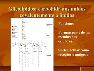Glicolípidos: carbohidratos unidosGlicolípidos: carbohidratos unidos
covalentemente a lípidoscovalentemente a lípidos
Funciones
Forman parte de las
membranas
celulares
Suelen actuar como
receptor o antígeno.
ir a inicio
 