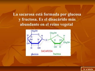 La sacarosa está formada por glucosa
y fructosa. Es el disacárido más
abundante en el reino vegetal
ir a inicio
 