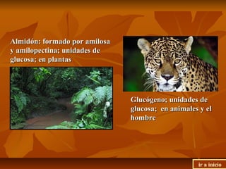 Almidón: formado por amilosaAlmidón: formado por amilosa
y amilopectina; unidades dey amilopectina; unidades de
glucosa; en plantasglucosa; en plantas
Glucógeno; unidades deGlucógeno; unidades de
glucosa; en animales y elglucosa; en animales y el
hombrehombre
ir a inicio
 