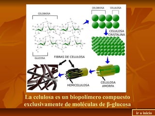 La celulosa es un biopolímero compuesto
exclusivamente de moléculas de β-glucosa
ir a inicio
 
