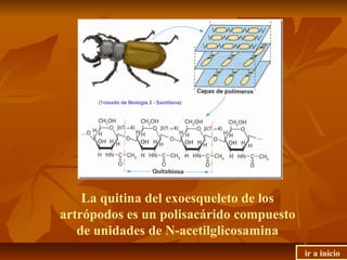 La quitina del exoesqueleto de los
artrópodos es un polisacárido compuesto
de unidades de N-acetilglicosamina
ir a inicio
 