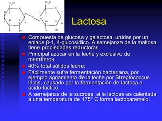 Lactosa
 Compuesta de glucosa y galactosa, unidas por un
enlace β-1, 4-glucosídico. A semejanza de la maltosa
tiene propiedades reductoras.
 Principal azúcar en la leche y exclusivo de
mamíferos.
 40% total sólidos leche;
 Fácilmente sufre fermentación bacteriana, por
ejemplo agriamiento de la leche por Streptococcus
lactis, causado por la fermentación de lactosa a
ácido láctico.
 A semejanza de la sucrosa, si la lactosa es calentada
a una temperatura de 175° C forma lactocaramelo.
 