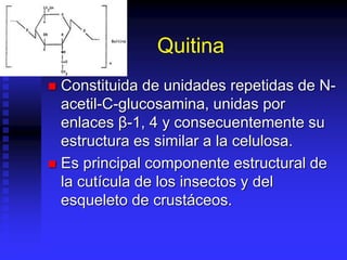 Quitina
 Constituida de unidades repetidas de N-
acetil-C-glucosamina, unidas por
enlaces β-1, 4 y consecuentemente su
estructura es similar a la celulosa.
 Es principal componente estructural de
la cutícula de los insectos y del
esqueleto de crustáceos.
 