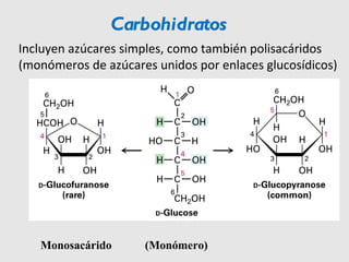 Carbohidratos Incluyen azúcares simples, como también polisacáridos (monómeros de azúcares unidos por enlaces glucosídicos) (Monómero) Monosacárido 