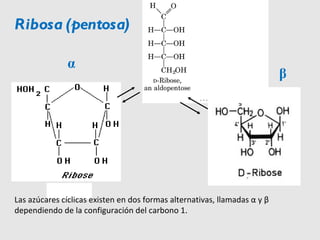 Las azúcares cíclicas existen en dos formas alternativas, llamadas  α  y  β  dependiendo de la configuración del carbono 1.  β Ribosa (pentosa) α 