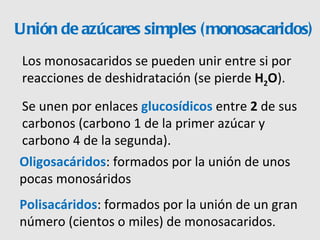 Unión de azúcares simples (monosacaridos) Los monosacaridos se pueden unir entre si por reacciones de deshidratación (se pierde  H 2 O ). Se unen por enlaces  glucosídicos  entre  2  de sus carbonos (carbono 1 de la primer azúcar y carbono 4 de la segunda). Oligosacáridos : formados por la unión de unos pocas monosáridos Polisacáridos : formados por la unión de un gran número (cientos o miles) de monosacaridos . 