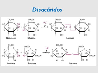 Disacáridos 