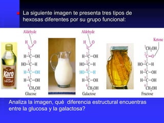  La siguiente imagen te presenta tres tipos de
hexosas diferentes por su grupo funcional:
Analiza la imagen, qué diferencia estructural encuentras
entre la glucosa y la galactosa?
 