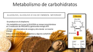 -Se produce en el citoplasma
-Vía metabólica en la que la GLUCOSA se rompe convirtiéndose
en 2 moléculas de PIRUVATO y generando energía ATP.
-2 Fases: una liberadora de energía y otra donde se invierte
energía
Entra: GLUCOSA, fructosa, galactosa y algunos carbohidratos
Sale: PIRUVATO o lactato depende de su vía.
GLUCOLISIS, GLICOLISIS O VIA DE EMBDEN- MEYERHOF
Metabolismo de carbohidratos
 