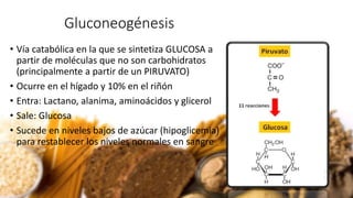 Gluconeogénesis
• Vía catabólica en la que se sintetiza GLUCOSA a
partir de moléculas que no son carbohidratos
(principalmente a partir de un PIRUVATO)
• Ocurre en el hígado y 10% en el riñón
• Entra: Lactano, alanima, aminoácidos y glicerol
• Sale: Glucosa
• Sucede en niveles bajos de azúcar (hipoglicemia)
para restablecer los niveles normales en sangre
 