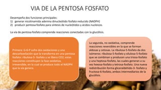 VIA DE LA PENTOSA FOSFATO
Desempeña dos funciones principales:
1) generar nicotinamida adenina dinucleótido fosfato reducido (NADPH)
2) producir pentosa fosfato para síntesis de nucleótidos y ácidos nucleicos.
La vía de pentosa fosfato comprende reacciones conectadas con la glucólisis.
Primera: G-6-P sufre dos oxidaciones y una
descarboxilación que la transforma en una pentosa
fosfato: ribulosa-5- fosfato y se libera CO2; estas
reacciones constituyen la fase oxidativa,
irreversible, en la cual se produce todo el NADPH
que la vía genera.
La segunda, no oxidativa, comprende
reacciones reversibles en la que se forman
aldosas y cetosas. La ribulosa-5-fosfato da dos
isómeros: ribulosa-5-fosfato y xilulosa-5-fosfato
que se combinan y producen una triosa-fosfato
y una heptosa-fosfato, las cuales generan a su
vez hexosa-fosfato y tetrosa-fosfato. Una nueva
redistribución forma gliceraldehído-3- fosfato y
fructosa-6-fosfato, ambos intermediarios de la
glucólisis.
 