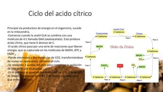 Ciclo del acido cítrico
Principal vía productora de energía en el organismo, sucede
en la mitocondria.
-Comienza cuando la acetil-CoA se combina con una
molécula de 4 C llamada OAA (oxaloacetato). Esto produce
ácido cítrico, que tiene 6 átomos de C.
-El acido cítrico pasa por una serie de reacciones que liberan
energía. que es capturada en las moléculas de NADH, ATP, y
FADH 2
-Pierde electrones y dos moléculas de CO2, transformándose
de nuevo en oxalacetato, cerrando el ciclo.
-Se necesitan 2 vueltas del ciclo para completar la oxidación
de una molécula de glucosa
-En el proceso se generan dos moléculas de CO2, 3 moléculas
de NADH, 1 molécula de GTP y 1 de FADH2 por cada acetil
que entra en el ciclo.
 