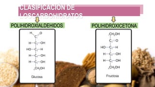 CLASIFICACIÓN DE
LOSCARBOHIDRATOS
POLIHIDROXICETONA
POLIHIDROXIALDEHIDOS
 