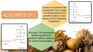 AZUCARES DY L
Cuando en la estructura del
monosacárido hay un grupo
–OH del lado derecho en el
penúltimo Carbono, se les
designa como D (D-glucosa,
D-galactosa).
Si el grupo –OH se encuentra
del lado izquierdo en el
penúltimo Carbono, a estos se
les conoce como azúcares L.
 
