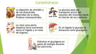 Carbohidratos
La digestión de almidón y
de los disacáridos
obtenidos de la dieta.
Produce monosacáridos.
La glucosa pasa por
transporte activo del
volumen del intestino hacia
el interior de los capilares.
La vena cava porta
hepática lleva nutrientes
hacia el hígado y al resto
de órganos.
En el hígado la glucosa se
almacena como glucógeno.
Hidroliza el glucógeno en
gasto de energía durante
los ejercicios.
 