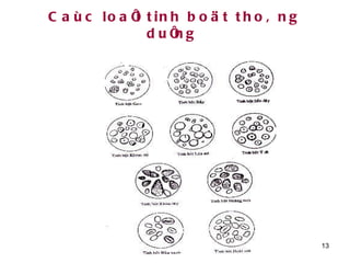 Caùc loaïi tinh boät thoâng duïng   