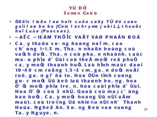YÙ DÓ   Semen Coicis Döôïc lieäu laø haït cuûa caây YÙ dó coøn goïi laø bo bo (Coix lachryma jobi L.), thuoäc hoï Luùa (Poaceae). ÑAËC ÑIEÅM THÖÏC VAÄT VAØ PHAÂN BOÁ Caây thaûo soáng haøng naêm, cao chöøng 1-1,5 m. Thaân nhaün boùng coù vaïch doïc. Thaân coù phaân nhaùnh, caùc maáu phía döôùi coù theå moïc reã phuï, caây moïc thaønh buïi. Laù hình maùc daøi 10-40 cm roäng 1,5-3 cm, gaân doïc noåi roõ, gaân giöõa to. Hoa ñôn tính cuøng goác moïc ôû keõ laù thaønh boâng, hoa ñöïc moïc phía treân, hoa caùi phía döôùi. Hoa ñöïc coù 3 nhò. Quaû coù maỳ cöùng bao boïc. Caây moïc hoang ôû nôi aåm maùt, coù troàng ôû nhieàu nôi nhö Thanh Hoùa, Ngheä An, Soâng Beù vaø vuøng Taây Nguyeân. BOÄ PHAÄN DUØNG VAØ CHEÁ BIEÁN Haït hình tröùng daøi 5-8 m ñöôøng kính 2-5 mm, maët ngoaøi maøu traéng ñuïc ñoâi khi coøn soùt laïi maøng voû chöa loaïi heát, maët trong coù raõnh hình maùng. Theå chaát cöùng, khoâng muøi, vò ngoït vaø hôi thôm  