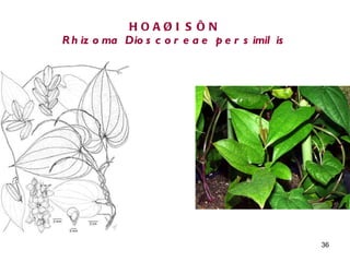 HOAØI SÔN Rhizoma Dioscoreae persimilis 