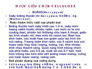 DƯỢC LIỆU CHỨA CELLULOSE BOÂNG( Gossypyum) Caây boâng thuoäc chi  Gossypium , hoï Boâng (Malvaceae).  Ñaëc ñieåm thöïc vaät vaø phaân boá Boâng thuoäc loaïi caây nhôõ cao 1-3 m, caây moïc haøng naêm hoaëc nhieàu naêm. Laù moïc so le coù cuoáng daøi, phieán laù thöôøng chia laøm 5 thuyø, gaân laù hình chaân vòt. Hoa moïc ôû naùch laù. Ñaøi hoa dính lieàn, coù moät ñaøi con goàm caùc laù hình tim coù raêng. Traøng tieàn khai vaën, coù 5 caùnh hoa coù maøu saéc thay ñoåi (vaøng, hoàng, tía). Nhò nhieàu dính nhau thaønh oáng. Quaû nang hình tröùng nhoïn veà phía treân, coù 3-5 oâ, moãi oâ coù 5-7 haït. Haït hình tröùng bao boïc bôûi sôïi boâng maøu traéng, cuõng coù loaøi maøu vaøng, vaøng cam. Boä phaän duøng vaø coâng duïng Sôïi boâng:  laø lôùp sôïi beân ngoaøi cuûa voû haït. Moãi haït mang töø  5.000 ñeán 10.000 sôïi, ñoù laø nhöõng loâng ñôn baøo raát daøi töø 1-5 cm. Sôïi daøi chaéc laø sôïi toát  