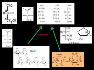 Starch
Hydrolysis
 