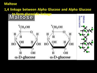 Maltose
1,4 linkage between Alpha Glucose and Alpha Glucose
to form glycosidic linkage
 
