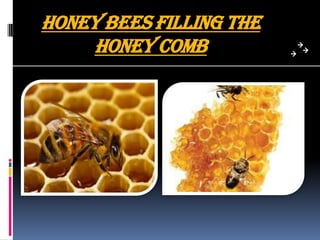 Honey bees filling the
honey comb
 