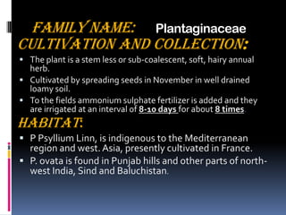 Family Name: Plantaginaceae
Cultivation and Collection:
 The plant is a stem less or sub-coalescent, soft, hairy annual
herb.
 Cultivated by spreading seeds in November in well drained
loamy soil.
 To the fields ammonium sulphate fertilizer is added and they
are irrigated at an interval of 8-10 days for about 8 times.
Habitat:
 P Psyllium Linn, is indigenous to the Mediterranean
region and west.Asia, presently cultivated in France.
 P. ovata is found in Punjab hills and other parts of north-
west India, Sind and Baluchistan.
 