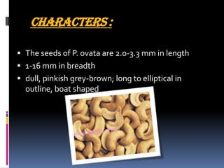 Characters :
 The seeds of P. ovata are 2.0-3.3 mm in length
 1-16 mm in breadth
 dull, pinkish grey-brown; long to elliptical in
outline, boat shaped
 