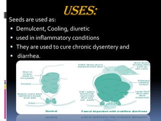 Uses:Seeds are used as:
 Demulcent, Cooling, diuretic
 used in inflammatory conditions
 They are used to cure chronic dysentery and
 diarrhea.
 