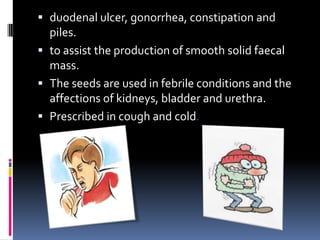  duodenal ulcer, gonorrhea, constipation and
piles.
 to assist the production of smooth solid faecal
mass.
 The seeds are used in febrile conditions and the
affections of kidneys, bladder and urethra.
 Prescribed in cough and cold.
 