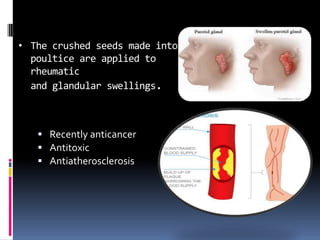 • The crushed seeds made into
poultice are applied to
rheumatic
and glandular swellings.
 Recently anticancer
 Antitoxic
 Antiatherosclerosis
 