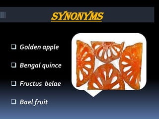 Synonyms
 Golden apple
 Bengal quince
 Fructus belae
 Bael fruit
 