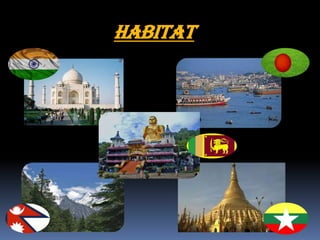 Habitat
 