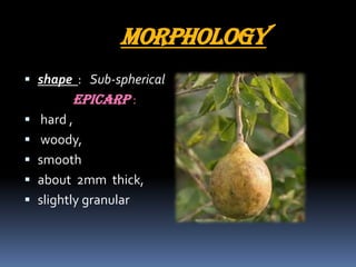 Morphology
 shape : Sub-spherical
Epicarp :
 hard ,
 woody,
 smooth
 about 2mm thick,
 slightly granular
 