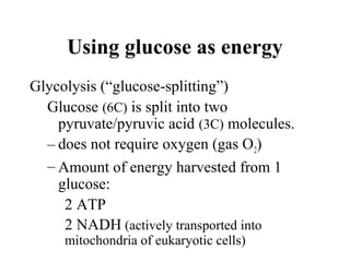 Using glucose as energy
Glycolysis (“glucose-splitting”)
Glucose (6C) is split into two
pyruvate/pyruvic acid (3C) molecules.
– does not require oxygen (gas O2)
– Amount of energy harvested from 1
glucose:
2 ATP
2 NADH (actively transported into
mitochondria of eukaryotic cells)
 