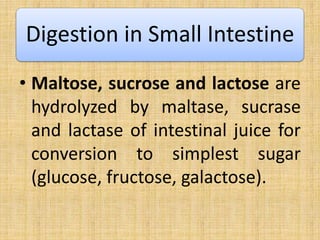• Maltose, sucrose and lactose are
hydrolyzed by maltase, sucrase
and lactase of intestinal juice for
conversion to simplest sugar
(glucose, fructose, galactose).
Digestion in Small Intestine
 