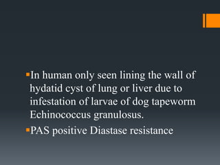 In human only seen lining the wall of
hydatid cyst of lung or liver due to
infestation of larvae of dog tapeworm
Echinococcus granulosus.
PAS positive Diastase resistance
 