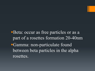 Beta: occur as free particles or as a
part of a rosettes formation 20-40nm
Gamma: non-particulate found
between beta particles in the alpha
rosettes.
 