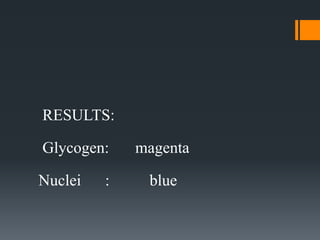 RESULTS:
Glycogen: magenta
Nuclei : blue
 