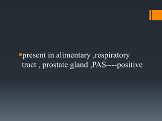 present in alimentary ,respiratory
tract , prostate gland ,PAS----positive
 