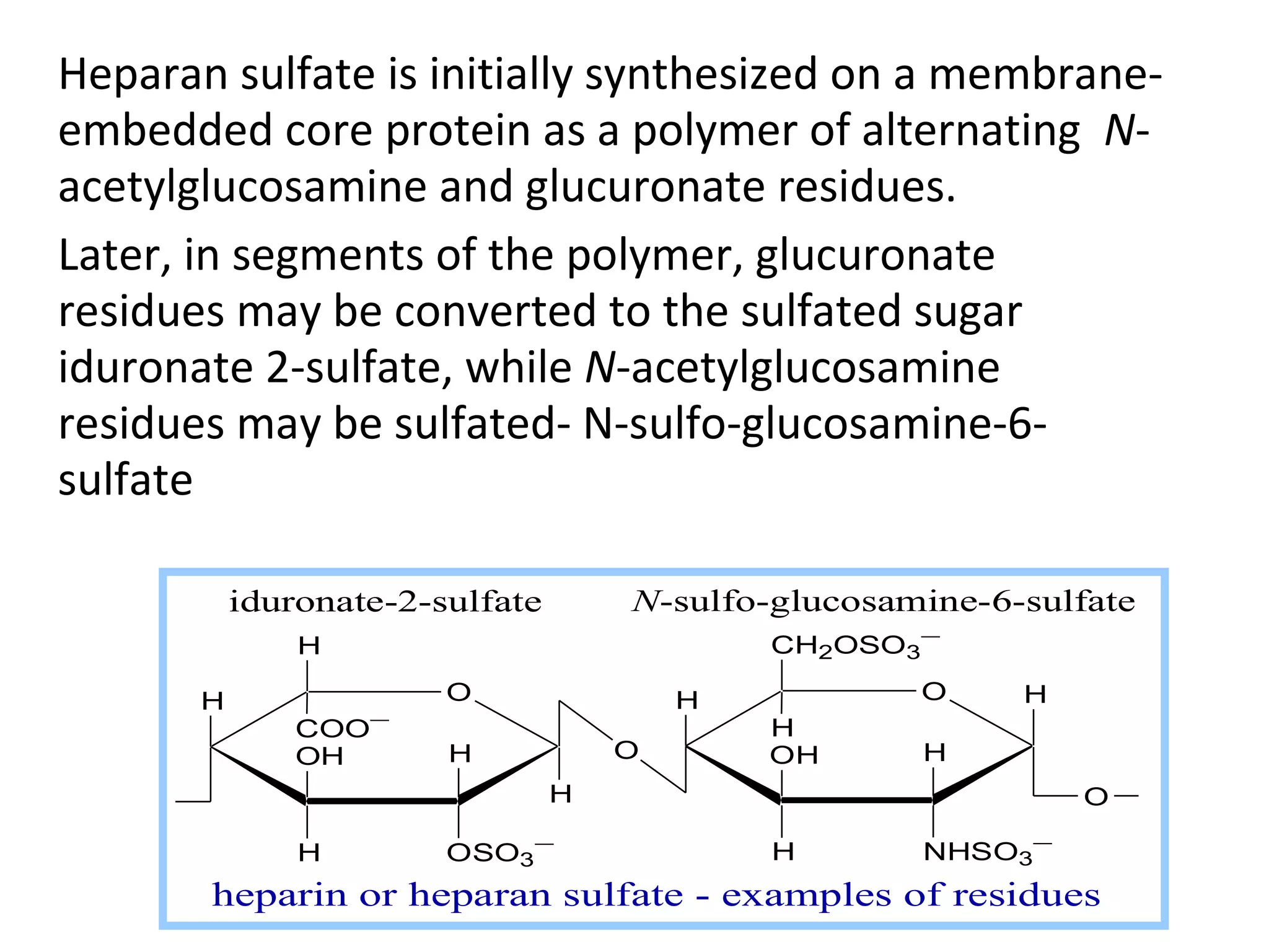 Heparan sulfate is initially synthesized on a membrane-
embedded core protein as a polymer of alternating N-
acetylglucosamine and glucuronate residues.
Later, in segments of the polymer, glucuronate
residues may be converted to the sulfated sugar
iduronate 2-sulfate, while N-acetylglucosamine
residues may be sulfated- N-sulfo-glucosamine-6-
sulfate

           iduronate-2-sulfate       N-sulfo-glucosamine-6-sulfate
               H                             CH2OSO3−

       H                O                H           O     H
                   −
               COO                           H
               OH       H            O       OH      H
                                 H                             O

               H        OSO3−                H       NHSO3−
       heparin or heparan sulfate - examples of residues
 