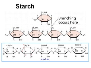 Starch




     CH2OH                      6CH OH                    CH2OH                    CH2OH                    CH2OH
                                   2
             O                  5      O      H                   O            H           O    H       H           O    H
H                  H       H                          H                H
     H                          H                         H                        H                        H
     OH      H 1               4 OH     H 1               OH      H                OH      H                OH      H
                       O                          O                        O                        O                    OH
OH                                      2
                                    3
     H       OH                 H       OH                H       OH               H       OH               H       OH
                                                          amylose
 