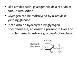 • Like amylopectin, glycogen yields a red-violet
  colour with iodine
• Glycogen can be hydrolyzed by α-amylase,
  yielding glucose
• It can also be hydrolyzed by glycogen
  phosphorylase, an enzyme present in liver and
  muscle tissue, to release glucose-1-phosphate
 