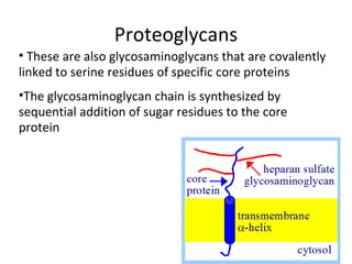Proteoglycans
• These are also glycosaminoglycans that are covalently
linked to serine residues of specific core proteins
•The glycosaminoglycan chain is synthesized by
sequential addition of sugar residues to the core
protein
 