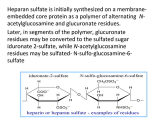 Heparan sulfate is initially synthesized on a membrane-
embedded core protein as a polymer of alternating N-
acetylglucosamine and glucuronate residues.
Later, in segments of the polymer, glucuronate
residues may be converted to the sulfated sugar
iduronate 2-sulfate, while N-acetylglucosamine
residues may be sulfated- N-sulfo-glucosamine-6-
sulfate

           iduronate-2-sulfate       N-sulfo-glucosamine-6-sulfate
               H                             CH2OSO3−

       H                O                H           O     H
                   −
               COO                           H
               OH       H            O       OH      H
                                 H                             O

               H        OSO3−                H       NHSO3−
       heparin or heparan sulfate - examples of residues
 