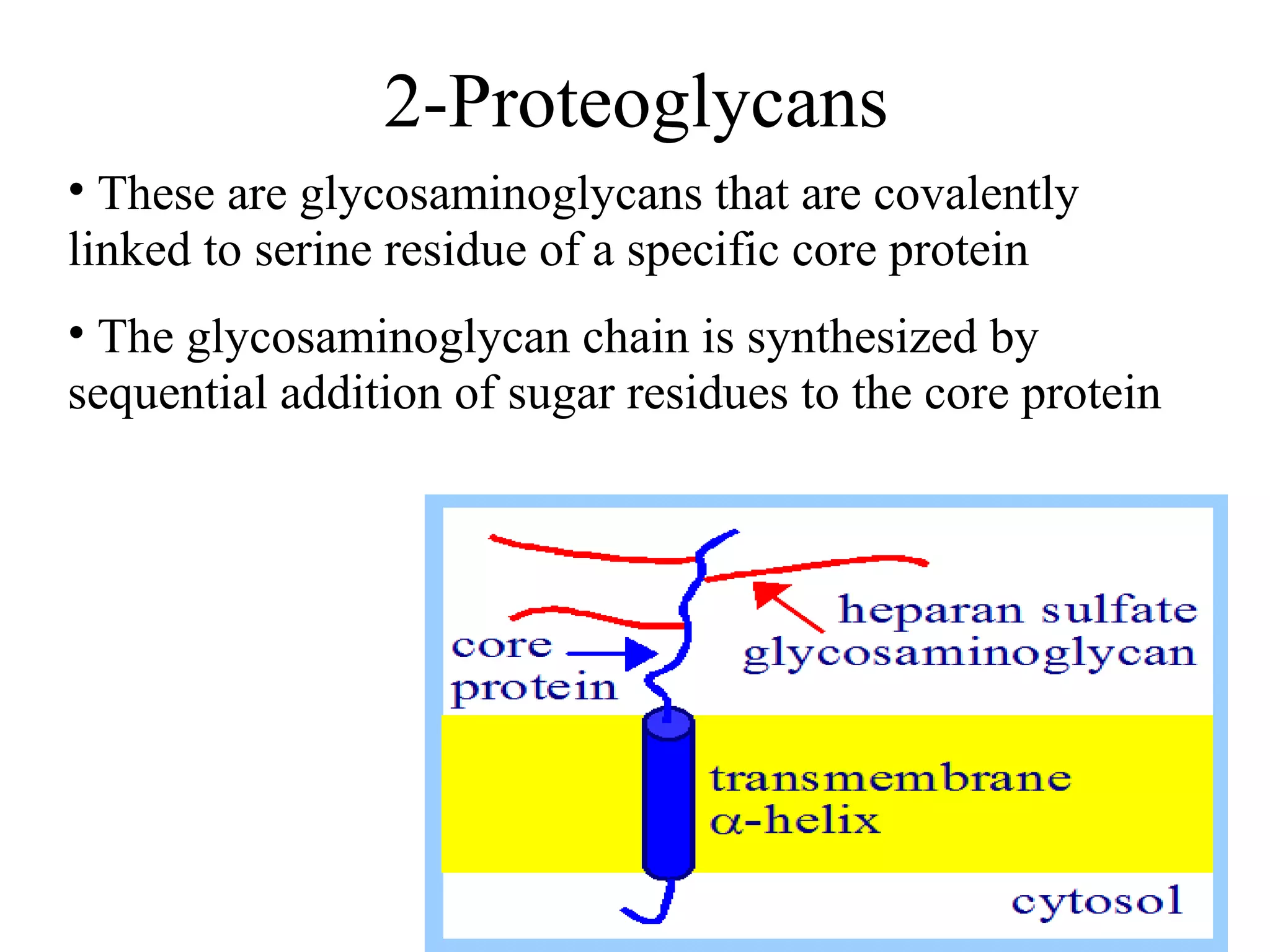 2-Proteoglycans
• These are glycosaminoglycans that are covalently
linked to serine residue of a specific core protein
• The glycosaminoglycan chain is synthesized by
sequential addition of sugar residues to the core protein
 