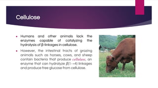 Cellulose
● Humans and other animals lack the
enzymes capable of catalyzing the
hydrolysis of β-linkages in cellulose.
● However, the intestinal tracts of grazing
animals such as horses, cows, and sheep
contain bacteria that produce cellulase, an
enzyme that can hydrolyze β(1→4) linkages
and produce free glucose from cellulose.
 
