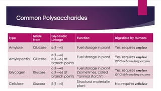 Common Polysaccharides
Type
Made
From
Glycosidic
Linkage
Function Digestible by Humans
Amylose Glucose α(1→4) Fuel storage in plant Yes, requires amylase
Amylopectin Glucose
α(1→4)
α(1→6) at
branch points
Fuel storage in plant Yes, requires amylase
and debranching enzyme
Glycogen Glucose
α(1→4)
α(1→6) at
branch points
Fuel storage in plant
(Sometimes, called
“animal starch”).
Yes, requires amylase
and debranching enzyme
Cellulose Glucose β(1→4)
Structural material in
plant
No, requires cellulase
 